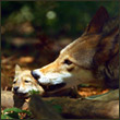 MoraWOLF